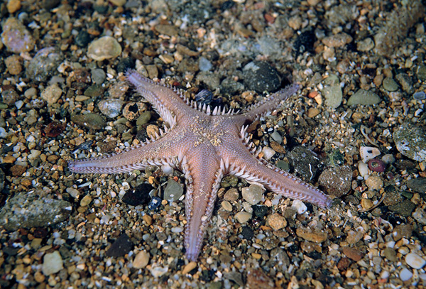 Astropecten platyacanthus e Astropecten spinulosus